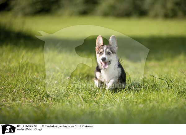 male Welsh Corgi / LH-02270