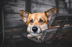 lying Welsh Corgi