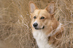 Welsh Corgi portrait