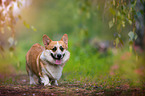 walking Welsh Corgi
