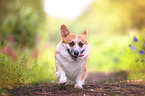 walking Welsh Corgi