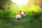 Welsh Corgi on a meadow