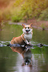 Welsh Corgi in the water