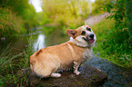 standing Welsh Corgi