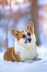 Welsh Corgi in the snow