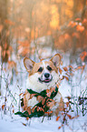 Welsh Corgi in the snow
