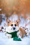 Welsh Corgi in the snow