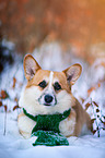 Welsh Corgi in the snow