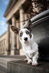 young Welsh Corgi