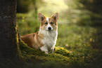Welsh Corgi
