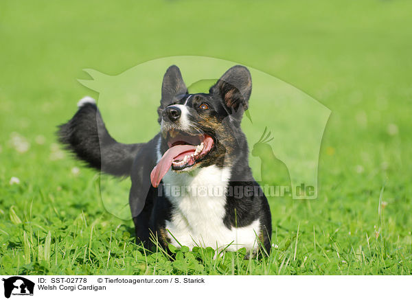 Welsh Corgi Cardigan / SST-02778