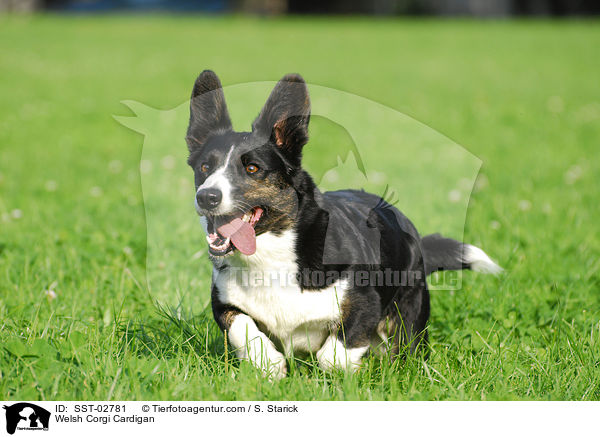 Welsh Corgi Cardigan / SST-02781