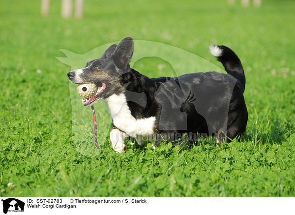 Welsh Corgi Cardigan / SST-02783