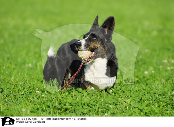 Welsh Corgi Cardigan / SST-02786