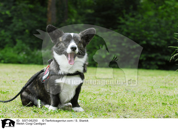 Welsh Corgi Cardigan / SST-06250