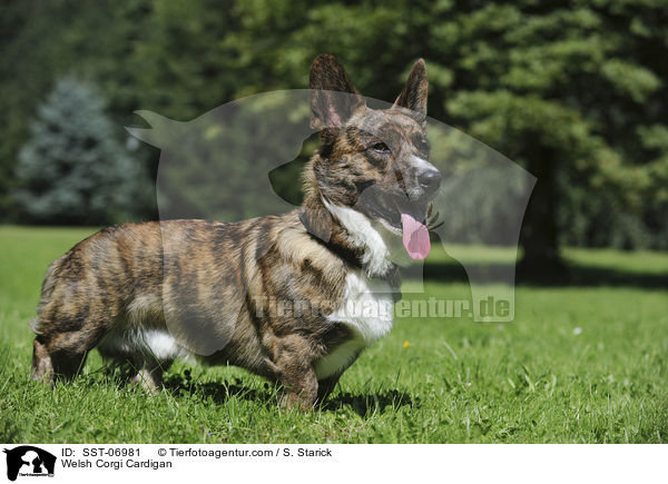 Welsh Corgi Cardigan / SST-06981