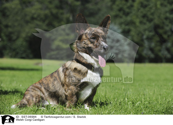 Welsh Corgi Cardigan / SST-06984