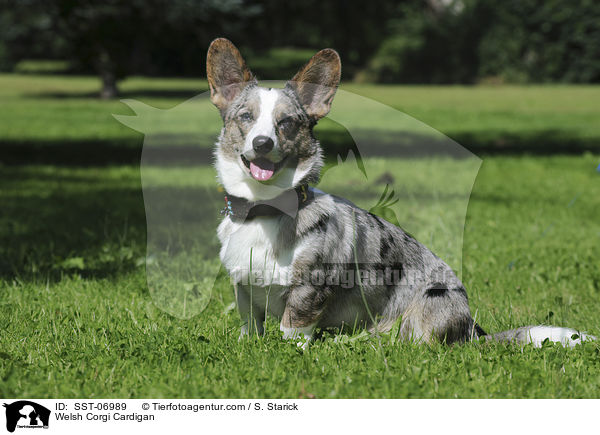Welsh Corgi Cardigan / SST-06989