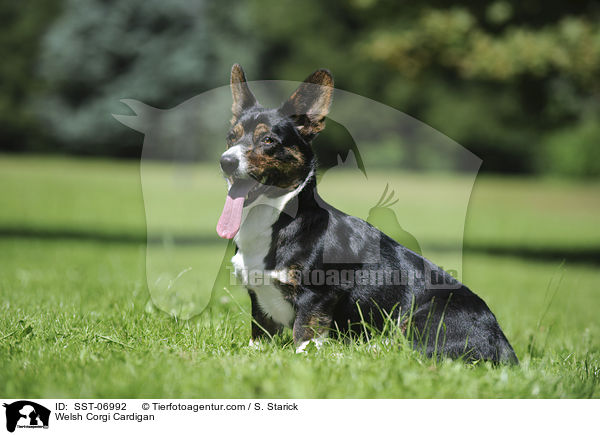 Welsh Corgi Cardigan / SST-06992