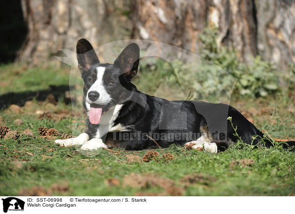 Welsh Corgi Cardigan / SST-06998