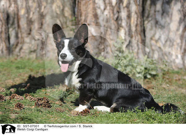 Welsh Corgi Cardigan / SST-07001