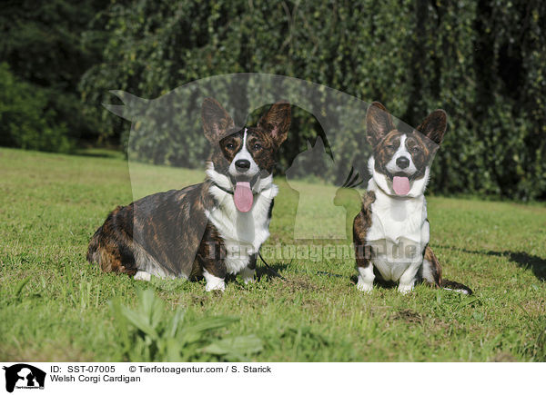 Welsh Corgi Cardigan / SST-07005
