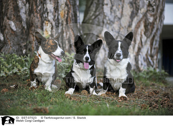 Welsh Corgi Cardigan / SST-07023