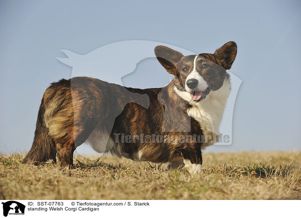standing Welsh Corgi Cardigan / SST-07763