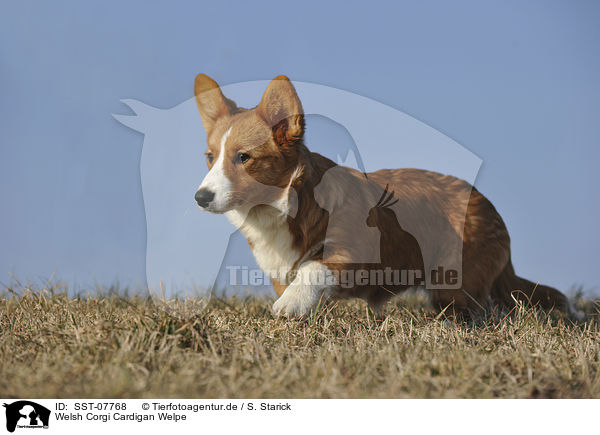 Welsh Corgi Cardigan Welpe / Welsh Corgi Cardigan Puppy / SST-07768