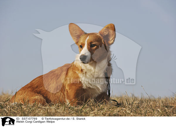 Welsh Corgi Cardigan Welpe / Welsh Corgi Cardigan Puppy / SST-07769