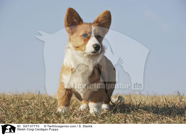 Welsh Corgi Cardigan Puppy / SST-07770