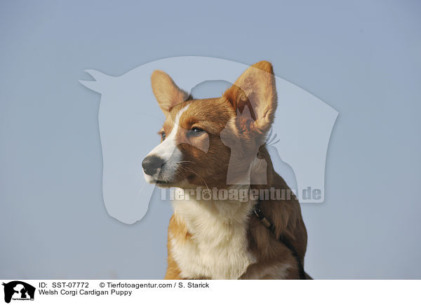 Welsh Corgi Cardigan Puppy / SST-07772