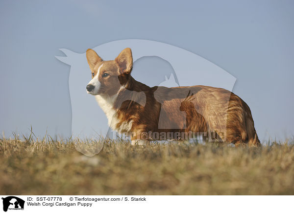 Welsh Corgi Cardigan Puppy / SST-07778