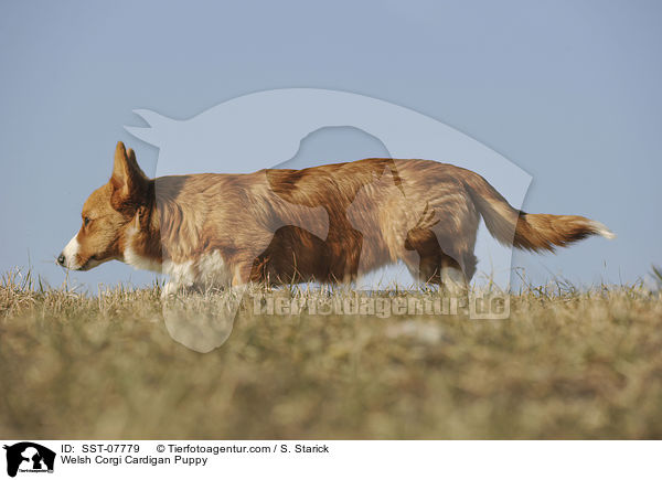 Welsh Corgi Cardigan Puppy / SST-07779