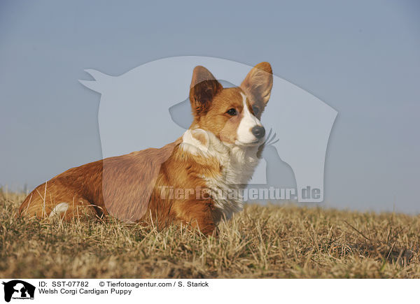 Welsh Corgi Cardigan Puppy / SST-07782