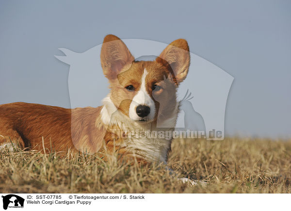 Welsh Corgi Cardigan Puppy / SST-07785