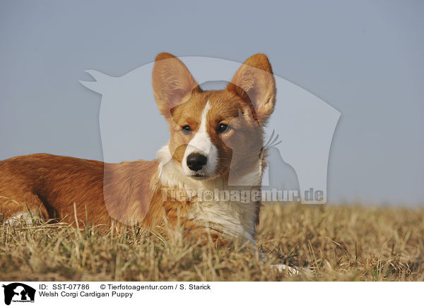 Welsh Corgi Cardigan Puppy / SST-07786