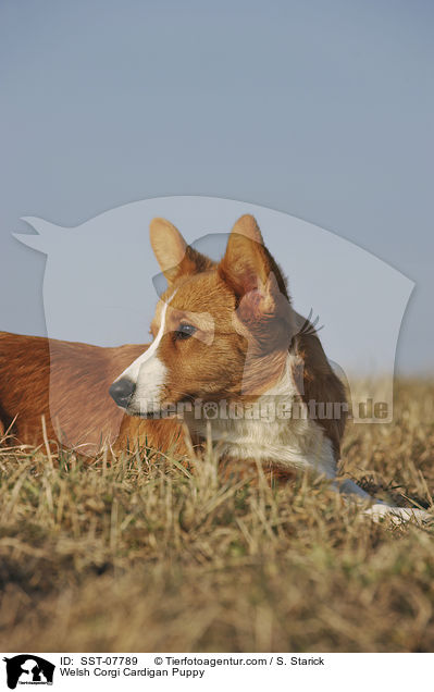 Welsh Corgi Cardigan Puppy / SST-07789
