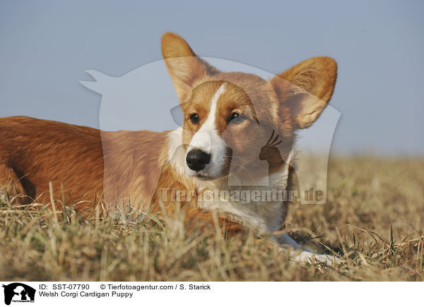 Welsh Corgi Cardigan Puppy / SST-07790