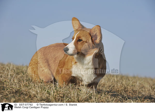 Welsh Corgi Cardigan Puppy / SST-07792
