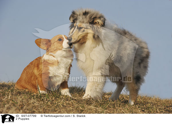 2 Puppies / SST-07799