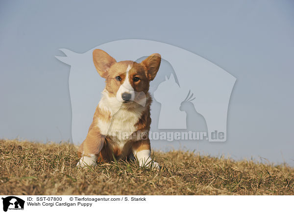 Welsh Corgi Cardigan Puppy / SST-07800
