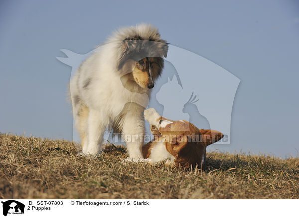 2 Puppies / SST-07803