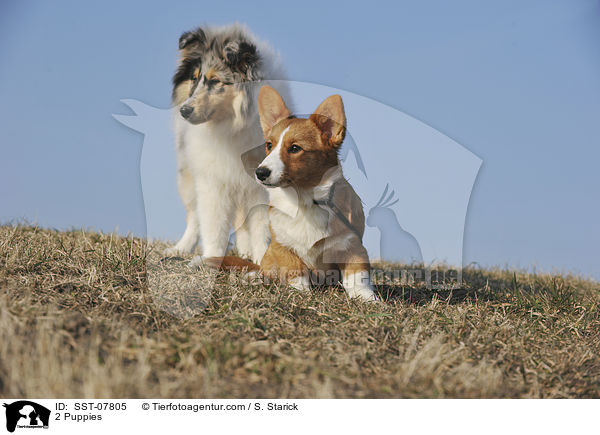 2 Puppies / SST-07805