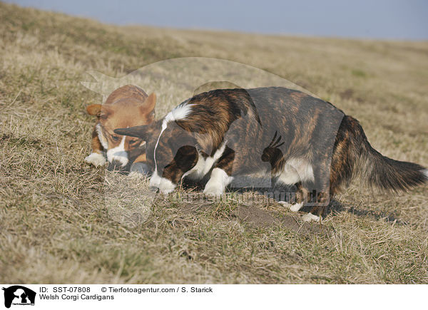 Welsh Corgi Cardigans / SST-07808