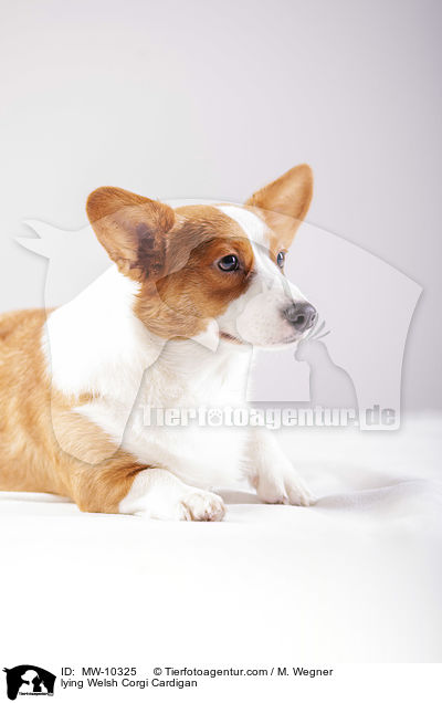 lying Welsh Corgi Cardigan / MW-10325