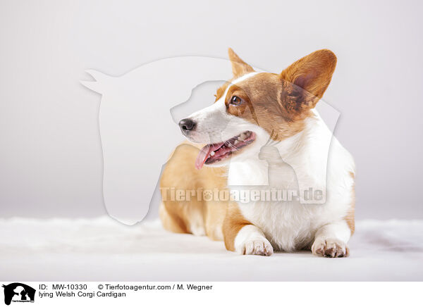 lying Welsh Corgi Cardigan / MW-10330