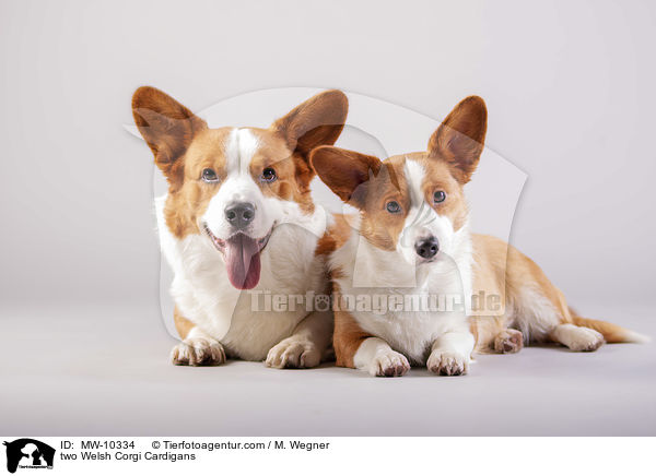 two Welsh Corgi Cardigans / MW-10334