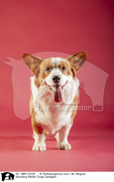 standing Welsh Corgi Cardigan / MW-10335