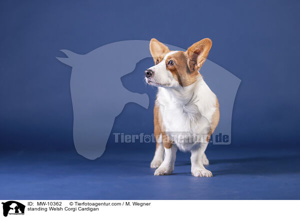 standing Welsh Corgi Cardigan / MW-10362